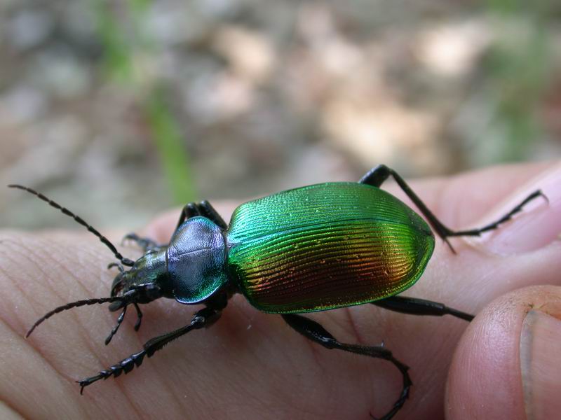 Calosoma sycophanta